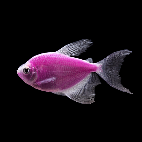 GloFish - **Tetra - Long Finned Galactic Purple - Quantity of 6